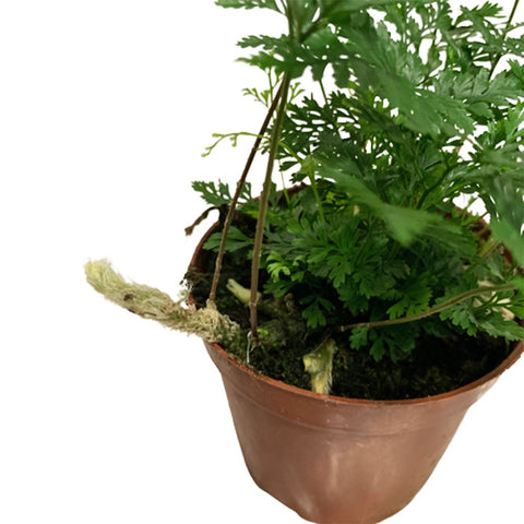 Davallia fejeensis Fern (Rabbit's Foot)