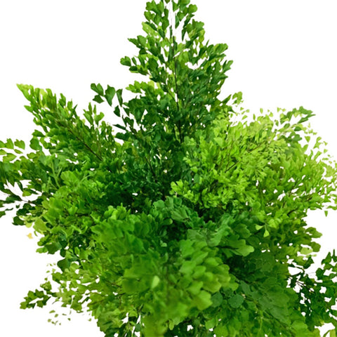 Adiantum - Maidenhair Fern