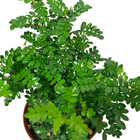 Pistacia Weinmannifolia