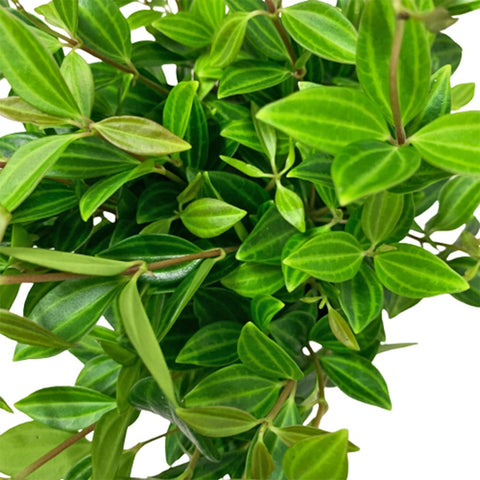Peperomia Tetragona