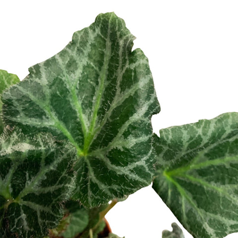 Saxifraga Stolonifera (Strawberry Begonia)