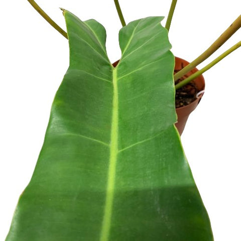 Philodendron Billietiae x Atabapoense