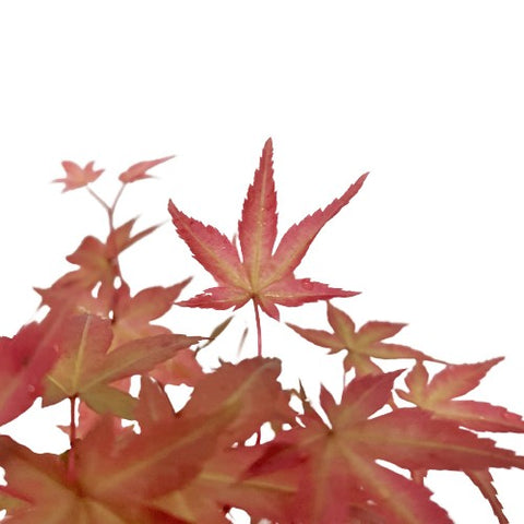 Red Maple Bonsai