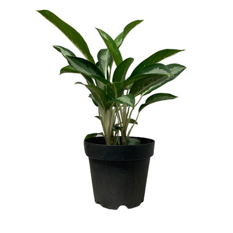 Aglaonema Ernesto