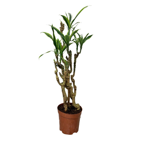 Dracaena Song of India