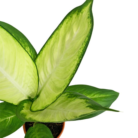 Dieffenbachia Tropic Marianne