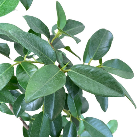 Ficus Rubiginosa Australis (Bending)