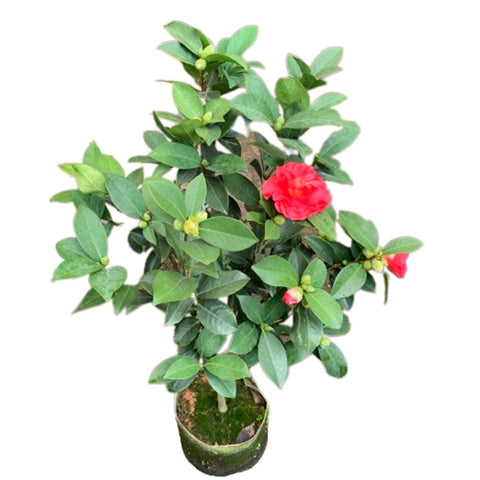 Camellia 山茶花