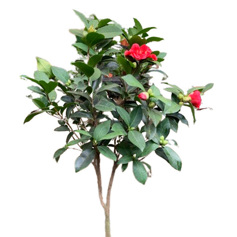 Camellia 山茶花