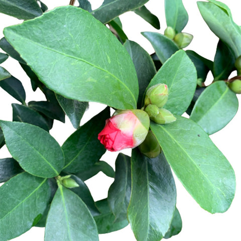 Camellia 山茶花