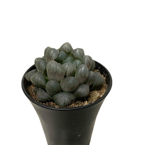 Haworthia Cooperi