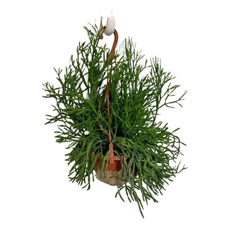 Rhipsalis