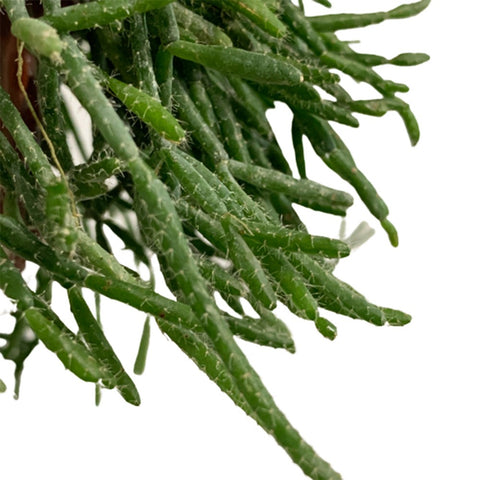 Rhipsalis