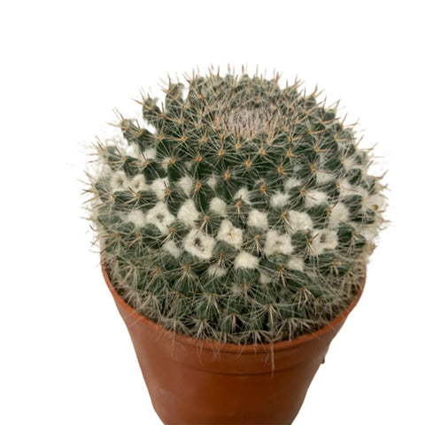Mammillaria (Old Lady Cactus)