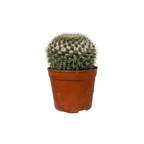 Mammillaria (Old Lady Cactus)