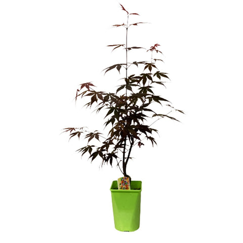 Japanese Nomura (Acer Palmatum)