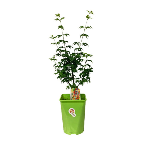 Japanese Shishigashira (Acer Palmatum)