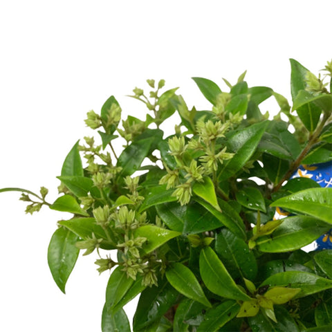 Backhousia Myrtifolia (JAPAN)
