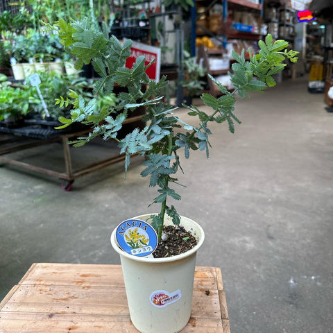 Acacia Dealbata (JAPAN)