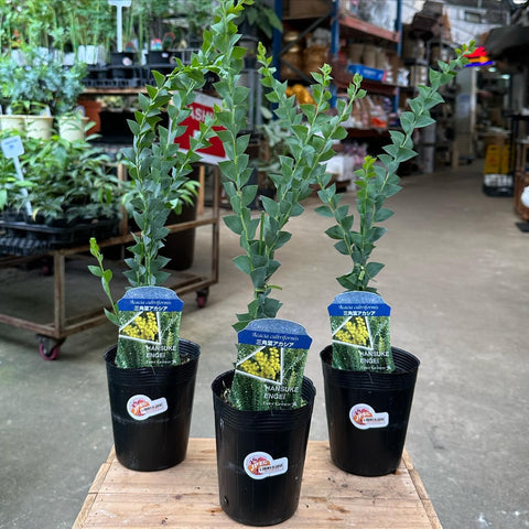 Acacia Cultriformis (JAPAN)