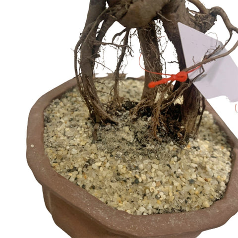 Chinese Elm Bonsai