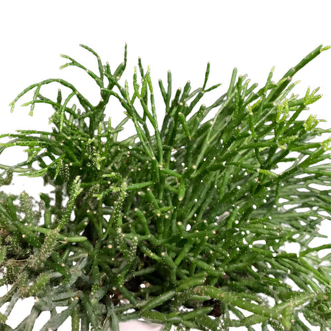 Rhipsalis on Face Shape Ceramic Pot
