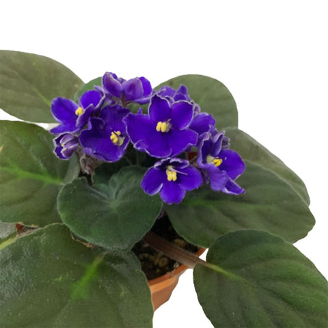 Saintpaulia (African Violet) Assorted Colour