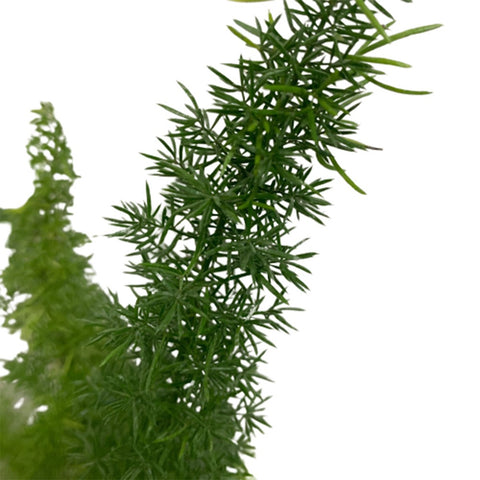 Foxtail Fern (Asparagus Densiflorus)