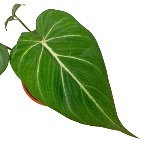 Philodendron Gloriosum 'Zebra'