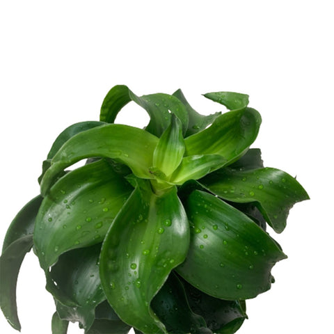 Tornado Dracaena