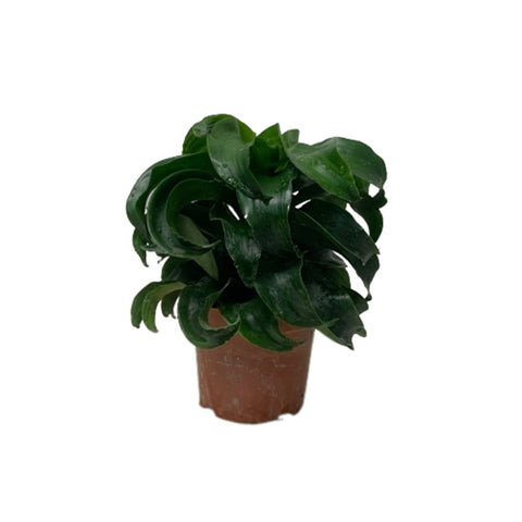 Tornado Dracaena