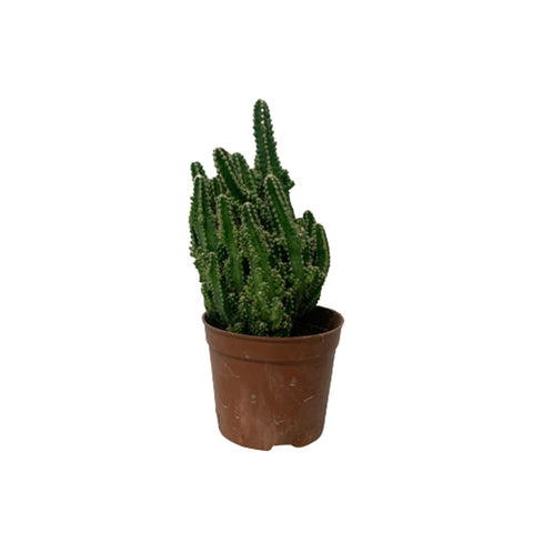 Fairy Castle Cactus (Cereus Tetragonus)
