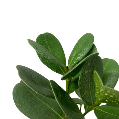 Madagascar Olive (Noronhia Emarginata)