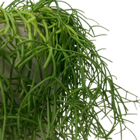 Mistletoe Cactus (Rhipsalis Baccifera) on Greek Statue Face Planter Pot