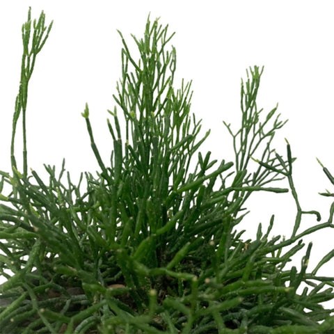 Rhipsalis on 3-Faced Greek Statue Planter Pot