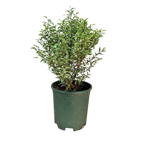 Ficus Benjamina Variegata
