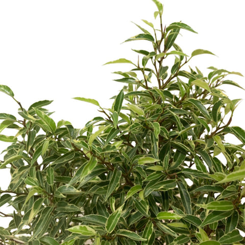 Ficus Benjamina Variegata