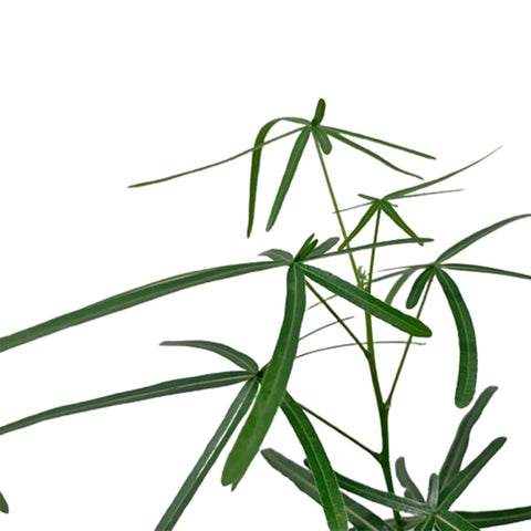 Brachychiton Rupestris (Japan)
