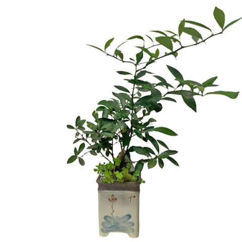 Fortunella Japonica (KinKan) in Decorative Pot