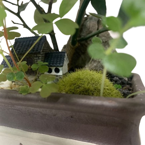 Fortunella Japonica (KinKan) in Decorative Pot