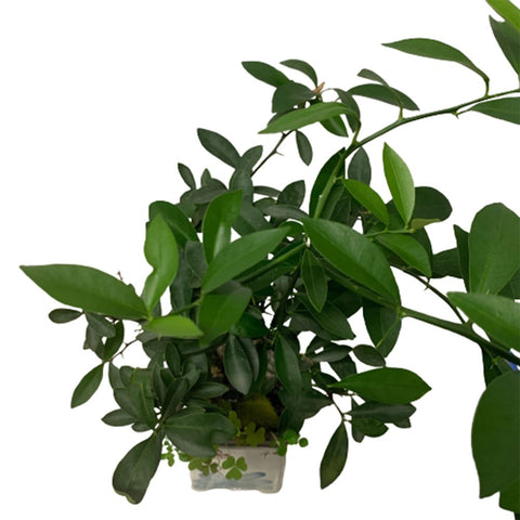 Fortunella Japonica (KinKan) in Decorative Pot