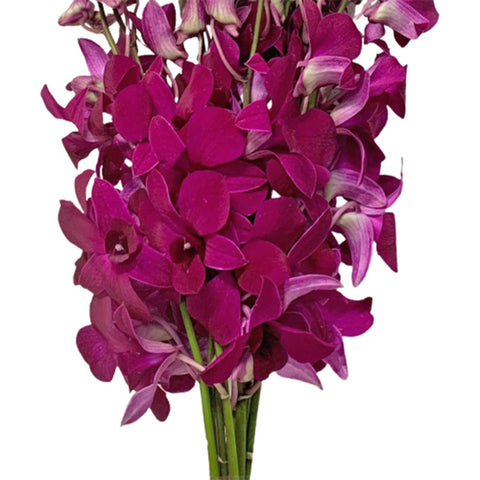 FreshCut Orchids