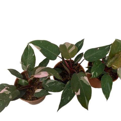 Philodendron Pink Princess