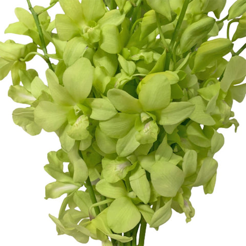 FreshCut Orchids