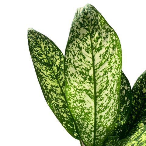 Dieffenbachia Exotica