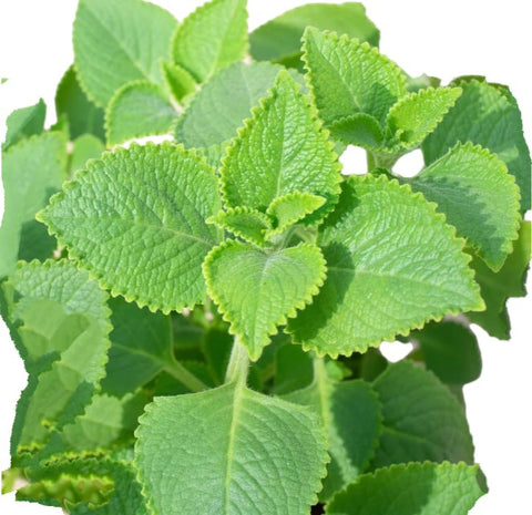 Mexican Mint 墨西哥薄荷 (Plectranthus amboinicus)