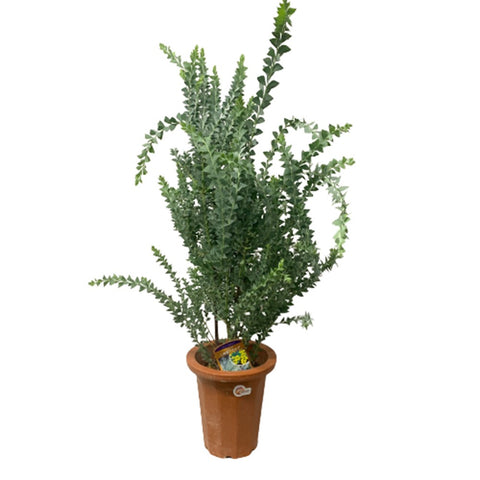 Acacia Cultriformis (JAPAN)