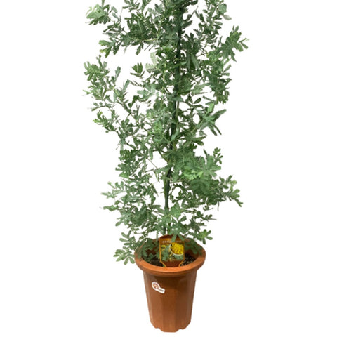 Acacia Baileyana (JAPAN)
