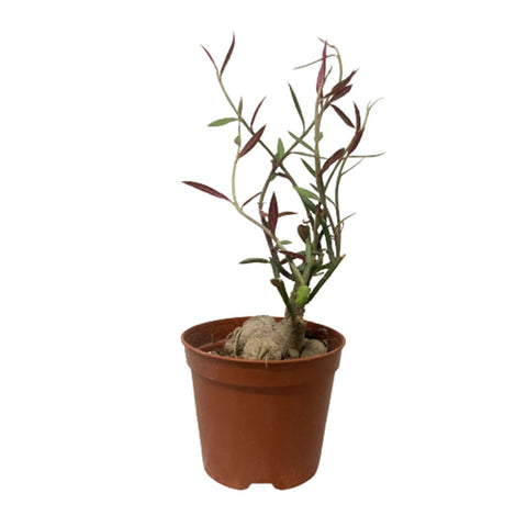 Monadenium Rubellum