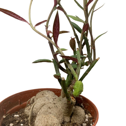 Monadenium Rubellum